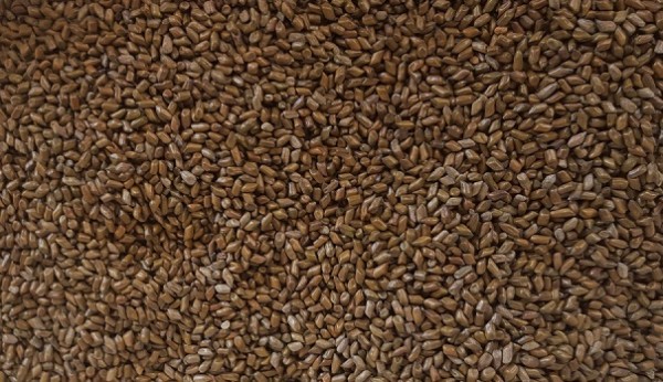 Cassia Tora